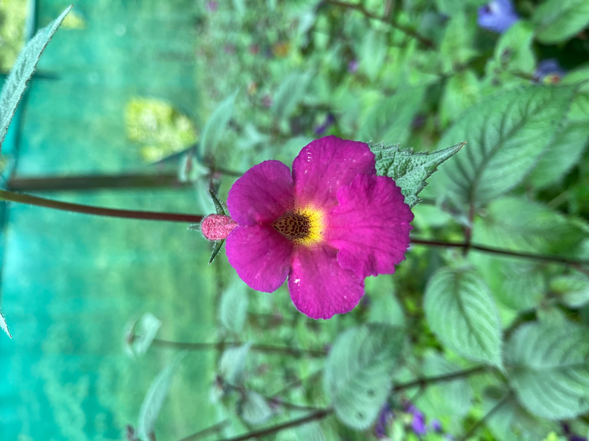 Achimenes (Star of India)